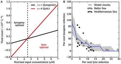 Quantifying Tradeoffs for Marine Viruses